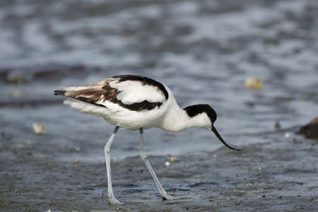 Pied Avocet (Recurvirostra avosetta) on the beach in Namibiaの写真素材