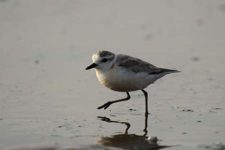 White-fronted plover (Charadrius marginatus) at the beach in Namibiaの写真素材