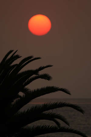 Sunset by the sea with palm tree in the foregroundの写真素材
