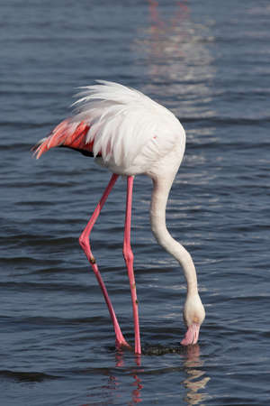 Greater flamingo (Phoenicopterus ruber) searching for food in the shallow water at the Namibian coastの写真素材