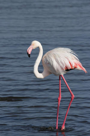 Greater flamingo (Phoenicopterus ruber) standing in the shallow water of the Namibian coastの写真素材