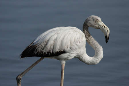 Juvenile Greater flamingo (Phoenicopterus ruber) in Namibiaの写真素材