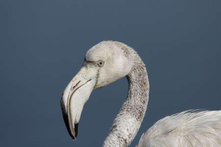 Close up of a juvenile Greater flamingo (Phoenicopterus ruber)の写真素材