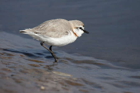 Chestnut-banded Plover (Charadrius pallidus) at the coast in Namibiaの写真素材