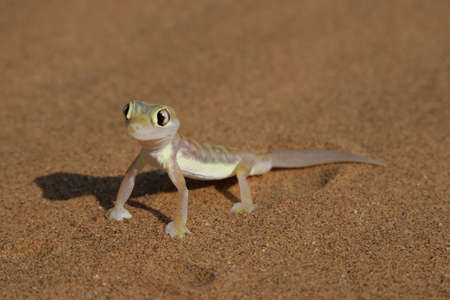 Palmatogecko (Pachydactylus rangei), also known as Web-footed Gecko, a nocturnal gecko endemic to the Namib Desert.の写真素材