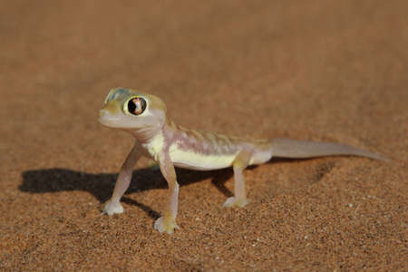 Palmatogecko (Pachydactylus rangei), also known as Web-footed Gecko, a nocturnal gecko endemic to the Namib Desert.の写真素材