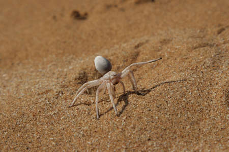 Golden Cartwheeling Spider (Carparachne aureoflava), also known as Dancing White Lady Spider. When in danger it folds up the legs and rolls down the dunes like a wheel.の写真素材