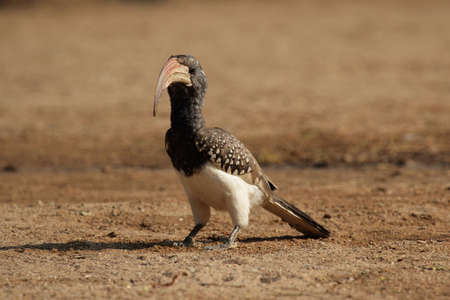 Monteiro's Hornbill (Tockus monteiri) sitting on the groundの写真素材