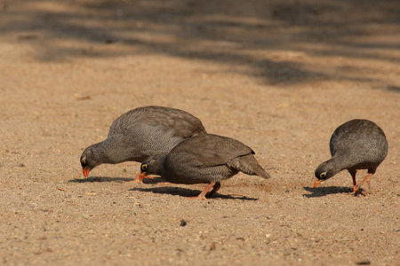 Three Red-billed Francolins (Pternistes adspersus) in Namibia