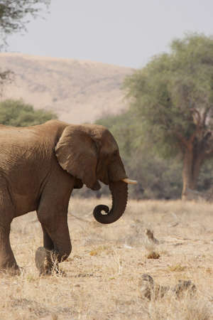 The desert Elephants of northern Namibia are perfectly adapted to a living in their very dry territory; this shot taken in the dry riverbed of the Huab River, Damaraland.の写真素材