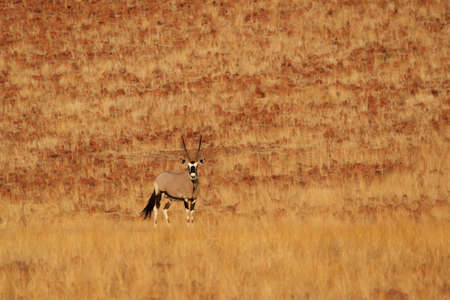 Gemsbok (Oryx gazella) in northern Namibiaの写真素材
