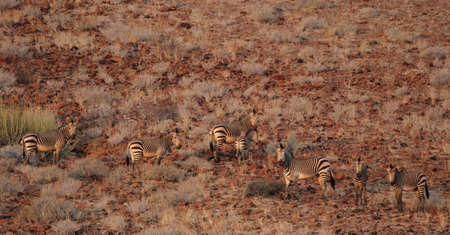 Mountain Zebras (Equus zebra hartmannae), also known as Hartmann's Zebra living in northern Namibia.の写真素材