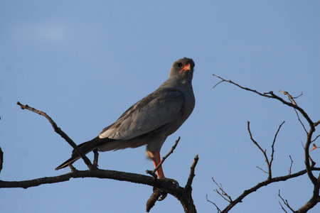 Dark Chanting Goshawk (Melierax metabates) in Namibiaの写真素材