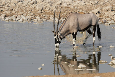 Gemsbok (Oryx gazella) drinking at the waterhole in the Etosha National Park, Namibiaの写真素材