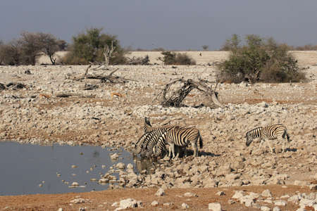 Plains Zebra (Equus quagga) at the waterhole in the Etosha National Park, Namibiaの写真素材