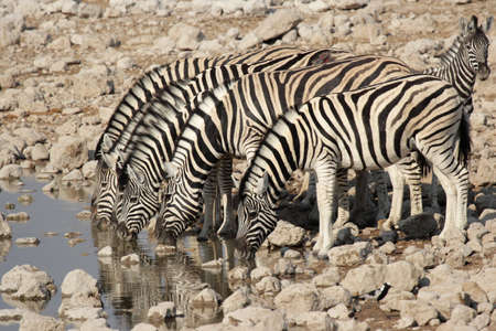 Plains Zebra (Equus quagga) drinking at the waterhole in the Etosha National Park, Namibiaの写真素材