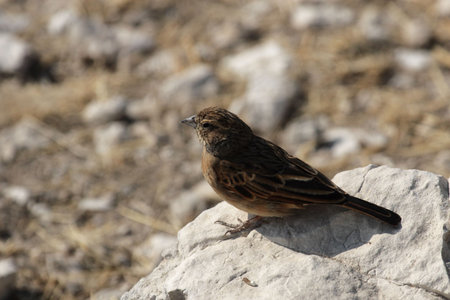 Pink-billed Lark (Spizocorys conirostris) in the Etosha National Park, Namibia