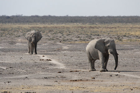Elephants (Loxodonta africana) in the Etosha National Park, Namibiaの写真素材