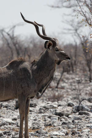 Greater Kudu (Tragelaphus strepsiceros) in the Etosha National Park, Namibiaの写真素材