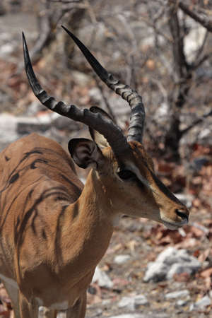 Black-faced Impala (Aepyceros melampus petersi) in the Etosha National Park, Namibiaの写真素材