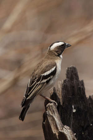 White-browed Sparrow-weaver (Plocepasser mahali) in the Etosha National Park, Namibiaの写真素材