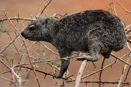 Rock Dassie (Procavia capensis) in the Etosha National Park, Namibia