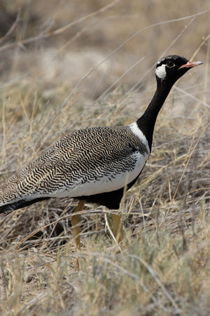 Male Northen Black Korhaan (Eupodotis afraoides) in the Etosha National Park, Namibia