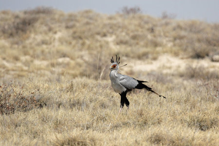 Secretary Bird (Sagittarius serpentarius) in the Etosha National Park, Namibiaの写真素材