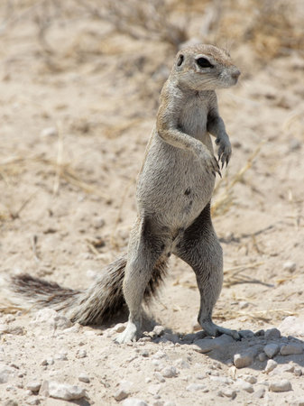 Southern African Ground Squirrel (Xerus inauris) in the Etosha National Park, Namibiaの写真素材