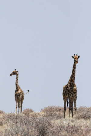 Two Giraffes in the Etosha National Park, Namibiaの写真素材