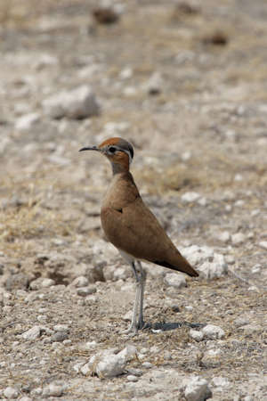 Burchell's Courser (Cursorius rufus) in the Etosha National Park, Namibiaの写真素材