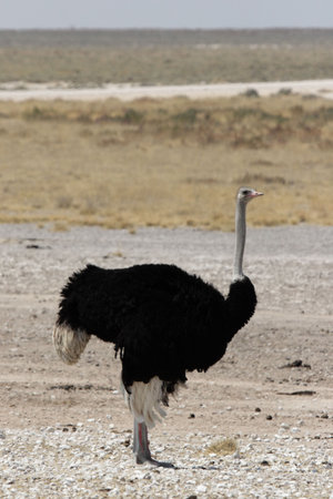 Male Ostrich in the Etosha National Park, Namibiaの写真素材