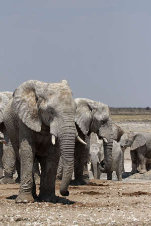 Elephants in the Etosha National Park, Namibiaの写真素材