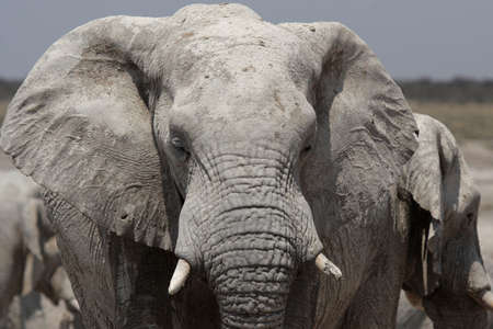 Elephant in the Etosha National Park, Namibiaの写真素材