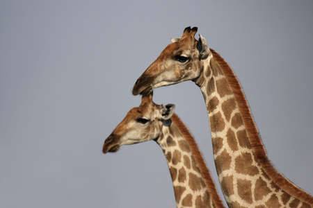 Two Giraffes in the Etosha National Park, Namibiaの写真素材