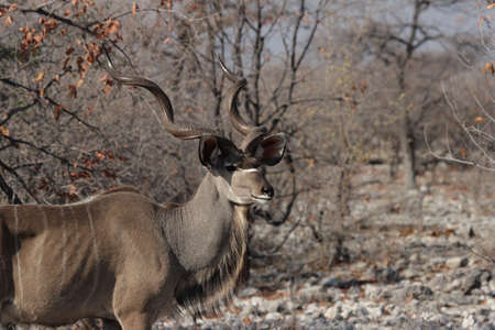Greater Kudu (Tragelaphus strepsiceros) in the Etosha National Park, Namibiaの写真素材