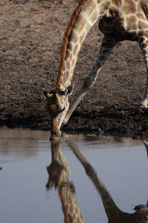 Drinking Giraffe at the waterhole in the Etosha National Park, Namibiaの写真素材