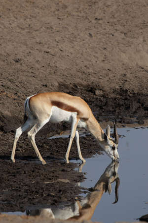 Springbok (Antidorcas marsupialis) at the waterhole in the Etosha National Park, Namibiaの写真素材