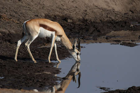 Springbok at the waterhole in the Etosha National Park, Namibiaの写真素材