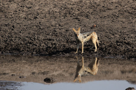 Black-backed Jackal in the Etosha National Park, Namibia