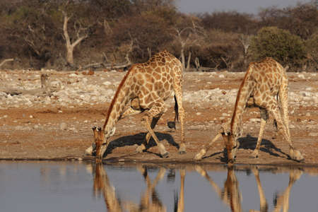 Two Giraffes drinking at the waterhole in the Etosha National Park, Namibiaの写真素材