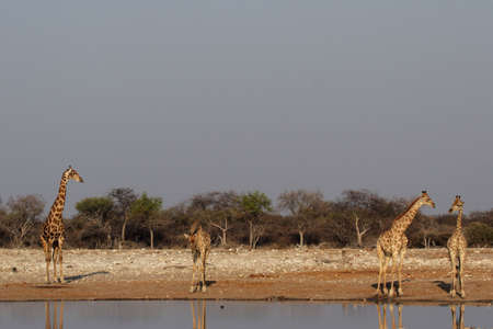 Four Giraffes at the waterhole in the Etosha National Park, Namibiaの写真素材