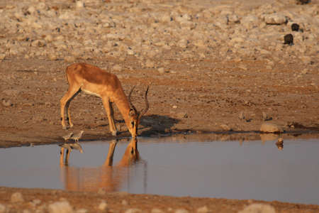 Black-faced Impala drinking at the waterhole in the Etosha National Park, Namibiaの写真素材