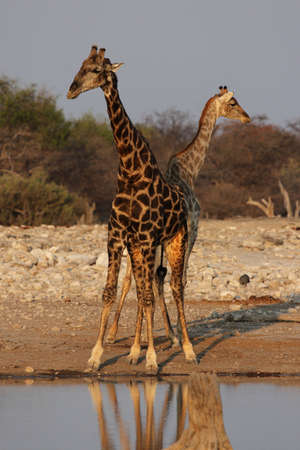 Two Giraffes in the Etosha National Park, Namibiaの写真素材