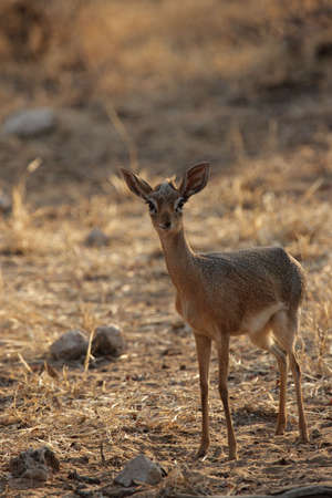 Damara Dikdik (Madoqua damarensis), one of the smallest antelopes of the world. Picture taken in the Etosha National Park, Namibia.の写真素材