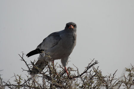 Dark Chanting Goshawk (Melierax metabates) in the Etosha National Park, Namibiaの写真素材