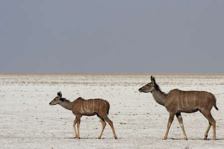 Kudu mother with her cub in the heat of the day, walking over the salt flats of the Etosha National Park, Namibiaの写真素材