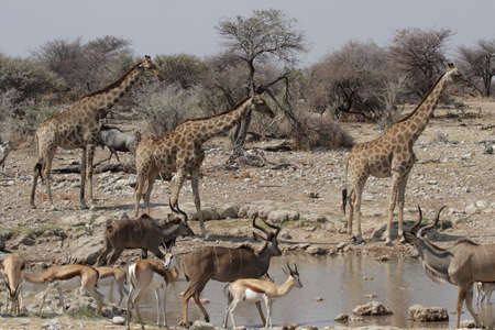 Wildlife at the waterhole in the Etosha National Park, Namibiaの写真素材