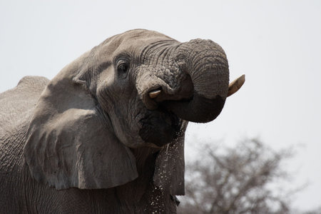 Drinking Elephant in the Etosha National Park, Namibiaの写真素材