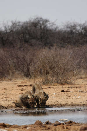 Two lionesses at the waterhole in the Etosha National Park, Namibiaの写真素材